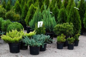 nursery sale evergreens