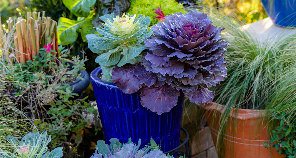 Fall Plants