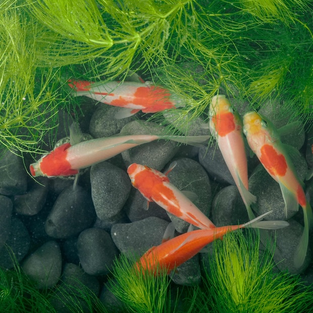 koi pond